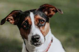 Mag Een Hond In De Mediamarkt? - Huisdier Informatie