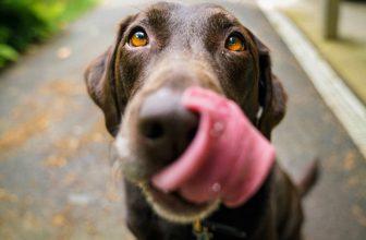 Mag Een Hond In De Mediamarkt? - Huisdier Informatie